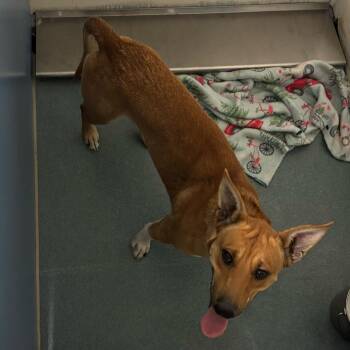 Shepherd Dogs Available for Adoption - Chorizo C2 | PetCurious