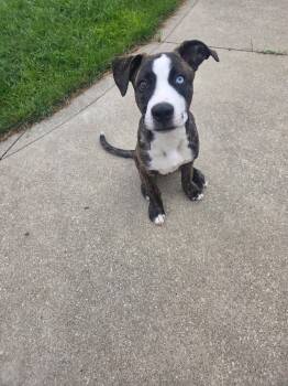 Echo -  American Staffordshire Terrier Dog for Adoption in Willoughby, Ohio - Echo | PetCurious