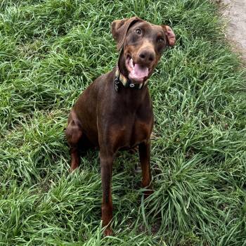 Doberman Pinscher Dogs Available for Adoption in San Diego, California - Nuba | PetCurious