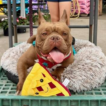 French Bulldog and American Bully Dogs Available for Adoption - Rana | PetCurious