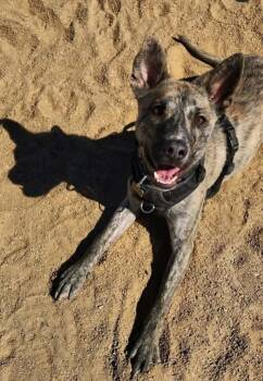 Yodi -  Cattle Dog and Shepherd Dog for Adoption in Fort Lupton, Colorado - Yodi | PetCurious