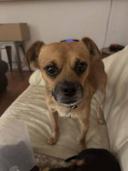 Rescue Chihuahua Dogs for Adoption in Denver, Colorado - Bingo #4 | PetCurious