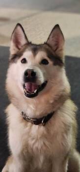 Alaskan Malamute Dogs Available for Adoption - Mya | PetCurious