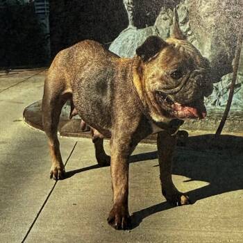 Rescue French Bulldog Dogs for Adoption in Los Angeles, California - June A2244419 | PetCurious