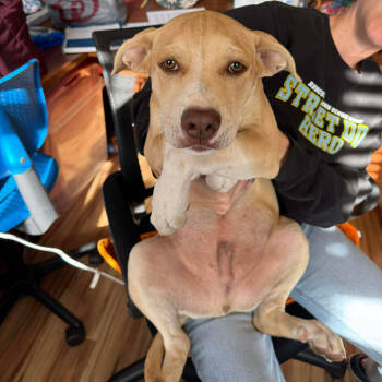 Rescue Mixed Breed Dogs for Adoption in Bend, Oregon - Sinclair | PetCurious