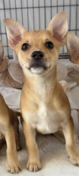 Chihuahua and Mixed Breed Dogs Available for Adoption - Dorothy | PetCurious