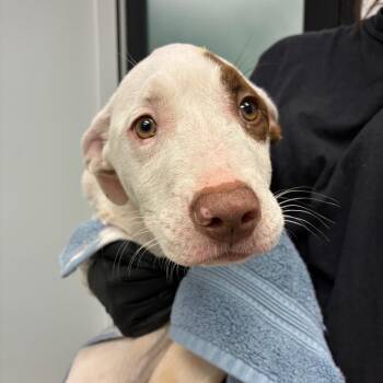 Blaire -  Mixed Breed Dog for Adoption in Abilene, Texas - Blaire | PetCurious
