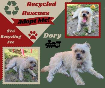 Dory (Recycle) -  Shih Tzu and Terrier Dog for Adoption in Lindsay, California - Dory (Recycle) | PetCurious