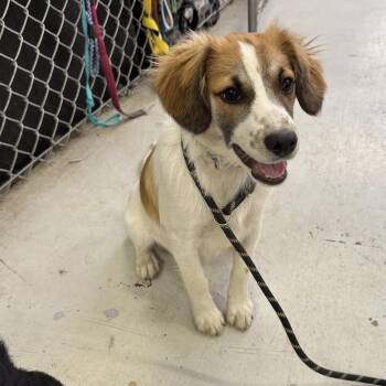 Rescue Mixed Breed Dogs for Adoption in Muldrow, Oklahoma - Joey | PetCurious