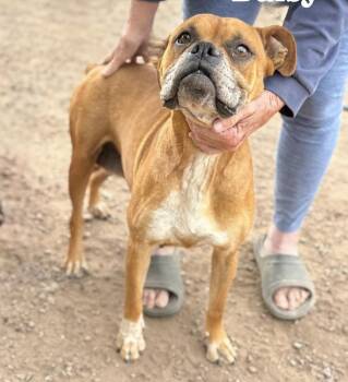 Boxer Dogs Available for Adoption in Denver, Colorado - Cera | PetCurious
