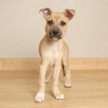 Fuji D71160 -  Pit Bull Terrier and Shepherd Dog for Adoption in Minnetonka, Minnesota - Fuji D71160 | PetCurious