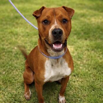 Boxer and Mixed Breed Dogs Available for Adoption in League City, Texas - Eddie | PetCurious