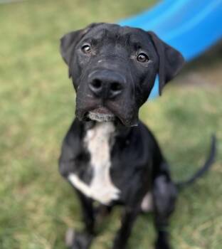 Rescue Pit Bull Terrier Dogs for Adoption in Sioux City, Iowa - Butchy | PetCurious