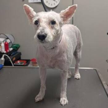FROSTINA -  Maltese Dog for Adoption in Las Vegas, Nevada - FROSTINA | PetCurious