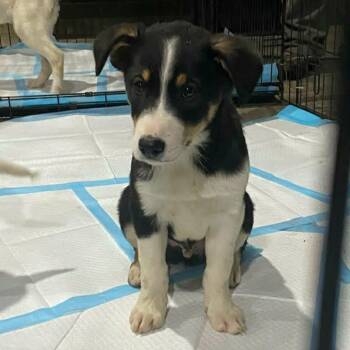 Border Collie Dogs Available for Adoption - Leonard | PetCurious