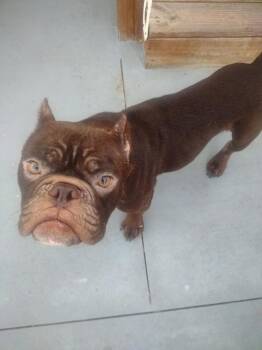 Ansel -  French Bulldog Dog for Adoption in Winter Garden, Florida - Ansel | PetCurious