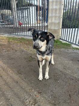 Australian Cattle Dog Blue Heeler Dogs Available for Adoption - CHESTNUT | PetCurious