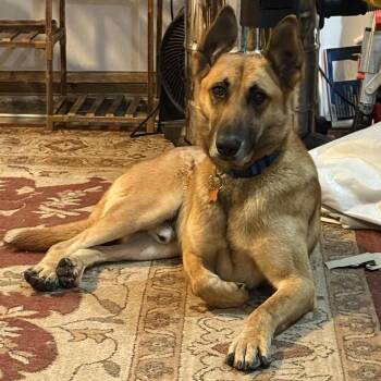 Shepherd and Mixed Breed Dogs Available for Adoption in Bend, Oregon - Ben Hur | PetCurious