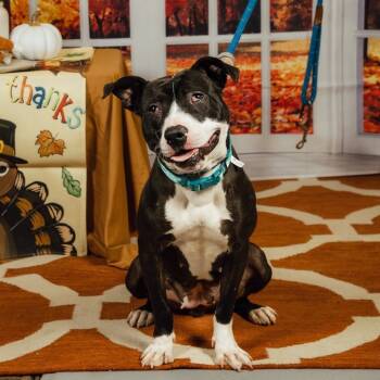 Rescue Mixed Breed Dogs for Adoption in Philadelphia, Pennsylvania - Regina | PetCurious