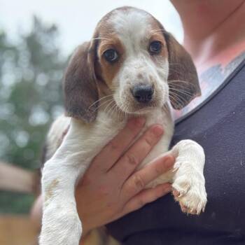 Sister Sledge -  Hound and Mixed Breed Dog for Adoption in Fredericksburg, Virginia - Sister Sledge | PetCurious