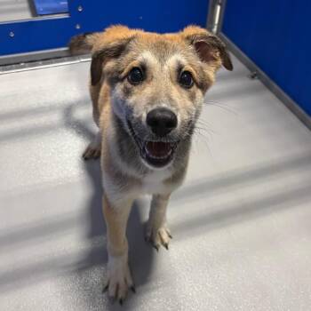 Knox KCAC #657.26 -  Shepherd and Mixed Breed Dog for Adoption in Kerrville, Texas - Knox KCAC #657.26 | PetCurious