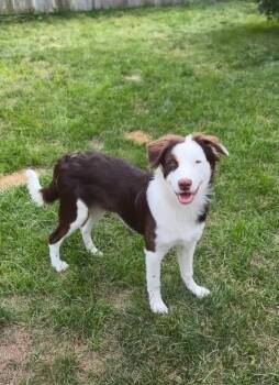 Rescue Australian Shepherd and Border Collie Dogs for Adoption in Dyer, Indiana - Kai | PetCurious