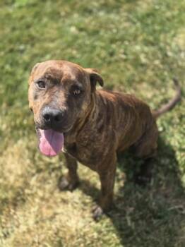 Brenda -  Terrier Dog Available for Adoption in Manhattan, Illinois - Brenda | PetCurious