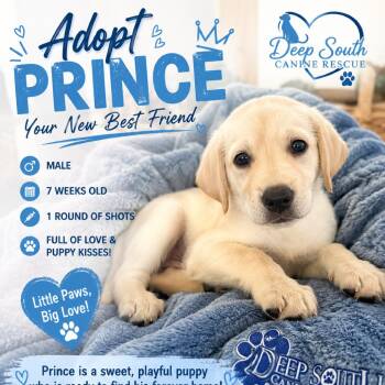 Prince 7814 -  Mixed Breed Dog for Adoption in Loxahatchee Groves, Florida - Prince 7814 | PetCurious