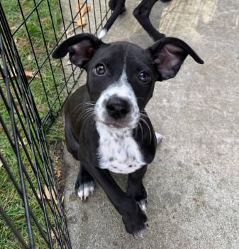 Rescue Feist and Labrador Retriever Dogs for Adoption in Gilberts, Illinois - KYLIE | PetCurious