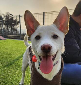 Shiba Inu and Jindo Dogs Available for Adoption in Danvers, Massachusetts - Soy  | PetCurious
