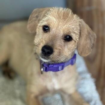 Louise -  Border Terrier Dog for Adoption in Myrtle Beach, South Carolina - Louise | PetCurious