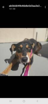 Rescue German Shepherd Dog Dogs for Adoption in Amarillo, Texas - Beetle | PetCurious