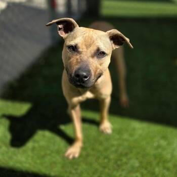 Rescue Mixed Breed Dogs for Adoption in Columbia, South Carolina - FREYA | PetCurious