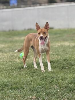 Cattle Dog Dogs Available for Adoption in Buena Vista, Colorado - Gracie | PetCurious