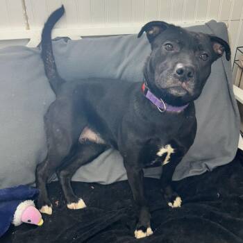 Black Labrador Retriever Dogs Available for Adoption in Butler, Kentucky - Eclair | PetCurious