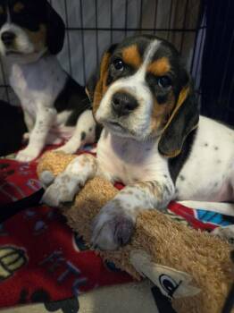 Beagle Dogs Available for Adoption - Sammie Mia - Adoption Pending | PetCurious