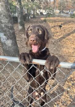 Rescue Labradoodle Dogs for Adoption in Manchester, Connecticut - Goose | PetCurious