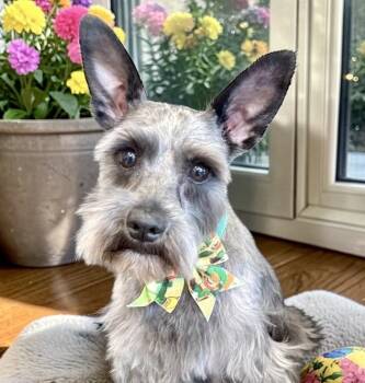 Miniature Schnauzer Dogs Available for Adoption - Sailor | PetCurious