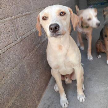 Retriever Dogs Available for Adoption in Casa Grande, Arizona - Dave | PetCurious