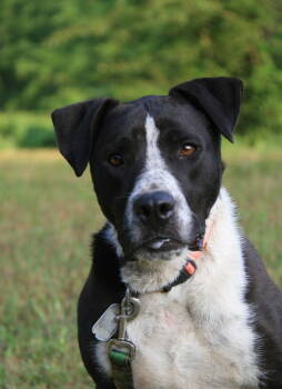 Rescue Pointer and Great Dane Dogs for Adoption in Attalla, Alabama - Oliver | PetCurious