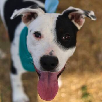 TOBY -  Terrier Dog for Adoption in San Antonio, Texas - TOBY | PetCurious