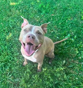 Kitty -  American Staffordshire Terrier Dog for Adoption in Brunswick, Ohio - Kitty | PetCurious