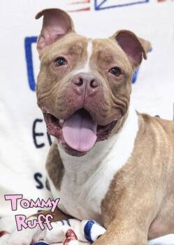 Tommy Ruff -  Fox Terrier and Boxer Dog for Adoption in Mason, Michigan - Tommy Ruff | PetCurious