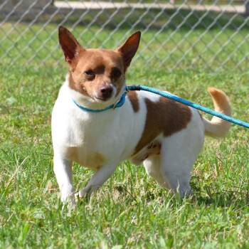 Rat Terrier and Chihuahua Dogs Available for Adoption in Wharton, Texas - Roger | PetCurious