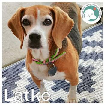 Latke -  Beagle Dog for Adoption in Beach Park, Illinois - Latke | PetCurious