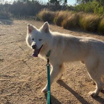Louie -  Samoyed Dog for Adoption in Los Angeles, California - Louie | PetCurious