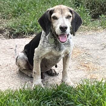 Rescue Beagle Dogs for Adoption in Prairieville, Louisiana - Barney Boy | PetCurious