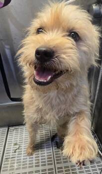 Jack Daniels PICS COMING SOON -  Shih Poo Dog for Adoption in Athens, Alabama - Jack Daniels PICS COMING SOON | PetCurious