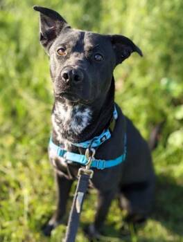 Mixed Breed Dogs Available for Adoption in Jacksonville, Florida - TODD | PetCurious