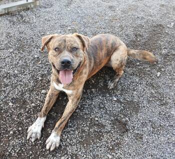 Rescue Pit Bull Terrier Dogs for Adoption in Susanville, California - Chuck | PetCurious